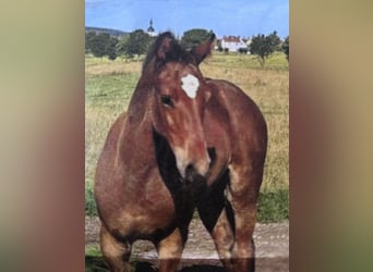 Baden Wuerttemberg, Stallion, 1 year, 16,1 hh, Brown