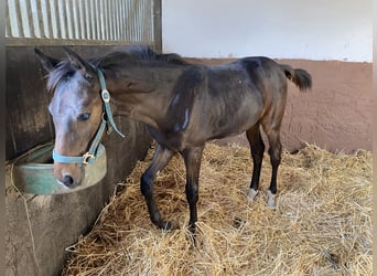 Baden Wuerttemberg, Stallion, 1 year, Bay-Dark