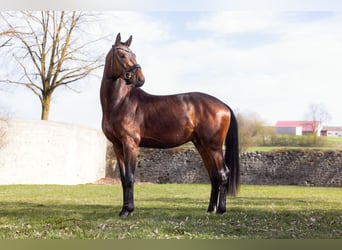 Baden Wuerttemberg, Stallion, 3 years, 16.2 hh, Brown