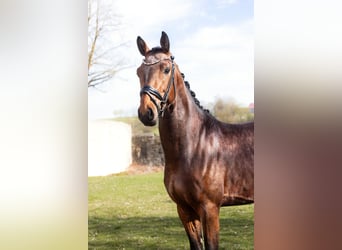 Baden Wuerttemberg, Stallion, 3 years, 16,2 hh, Brown