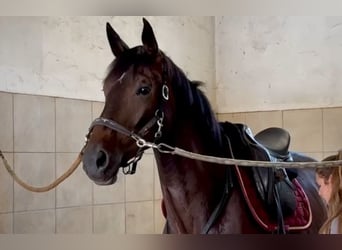 Baden Wuerttemberg, Stallion, 3 years, 16,3 hh, Brown