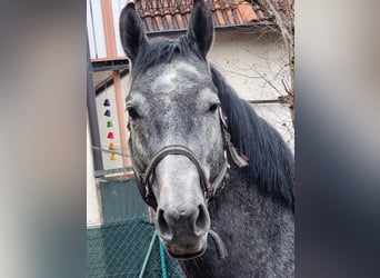 Baden Wuerttemberg, Stallion, 4 years, 16 hh, Gray-Dark-Tan