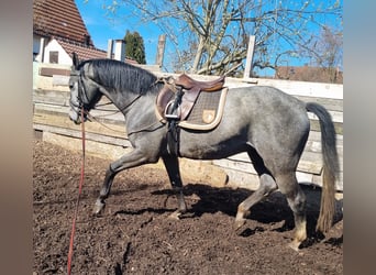 Baden Wuerttemberg, Stallion, 4 years, 16 hh, Gray-Dark-Tan
