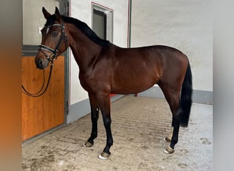 Baden Wuerttemberg, Stallion, 4 years, Brown