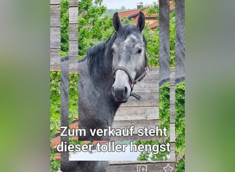 Baden Wuerttemberg, Stallion, 5 years, 16,1 hh, Gray-Dark-Tan