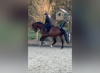Baden Wuerttemberg, Stallion, 8 years, 17,1 hh, Brown