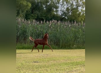Baden Wuerttemberg, Stallion, Foal (04/2025), 16.3 hh, Chestnut-Red