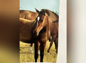 Baden Wuerttemberg, Stallion, Foal (03/2025), 16,1 hh, Brown