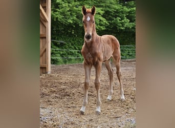 Baden Wuerttemberg, Stallion, , 17 hh, Chestnut-Red