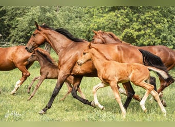 Baden Wuerttemberg, Stallion, Foal (03/2025), Chestnut-Red