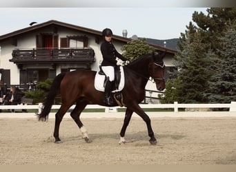 Baden Wuerttemberg, Valack, 25 år, 175 cm, Brun