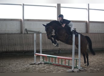 Baden Wuerttemberg, Valack, 4 år, 165 cm, Brun