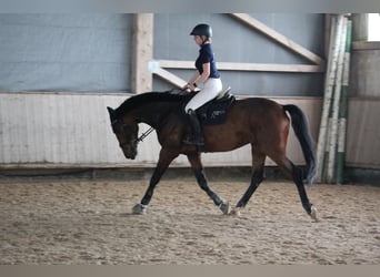 Baden Wuerttemberg, Valack, 4 år, 165 cm, Brun