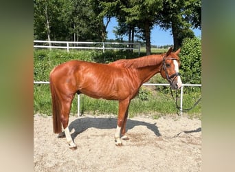 Baden Württemberger, Castrone, 13 Anni, 163 cm, Sauro
