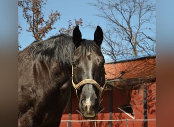 Baden Württemberger, Castrone, 14 Anni, 165 cm, Morello