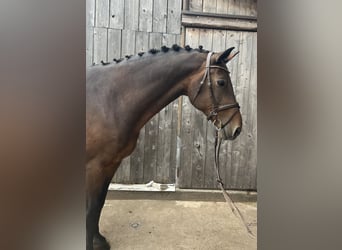 Baden Württemberger, Castrone, 15 Anni, 168 cm, Baio