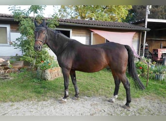 Baden Württemberger, Castrone, 16 Anni, 164 cm, Baio