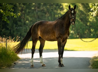 Baden Württemberger, Castrone, 4 Anni, 165 cm, Baio scuro