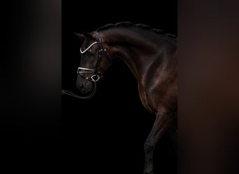 Baden Württemberger, Castrone, 4 Anni, 167 cm, Baio scuro