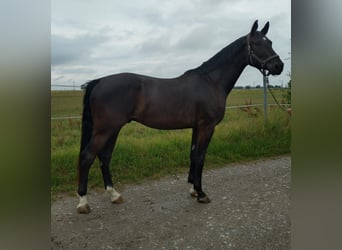 Baden Württemberger, Castrone, 4 Anni, 174 cm