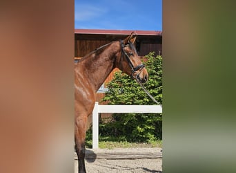 Baden Württemberger, Castrone, 4 Anni, 178 cm, Baio