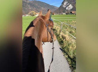 Baden Württemberger, Castrone, 5 Anni, 165 cm