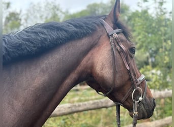 Baden Württemberger, Castrone, 5 Anni, 166 cm, Baio scuro