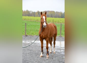 Baden Württemberger, Castrone, 5 Anni, 170 cm