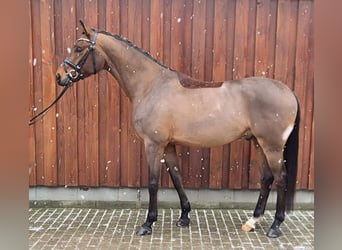 Baden Württemberger, Castrone, 5 Anni, 171 cm, Baio