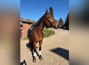 Baden Württemberger, Castrone, 5 Anni, 174 cm, Baio