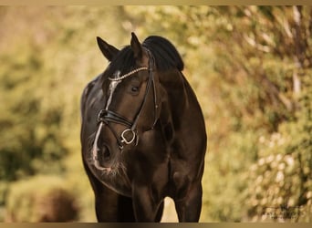 Baden Württemberger, Castrone, 6 Anni, 175 cm