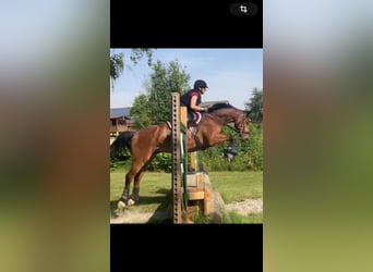 Baden Württemberger Mix, Castrone, 7 Anni, 165 cm, Baio