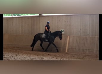 Baden Württemberger, Castrone, 7 Anni, 172 cm, Baio scuro