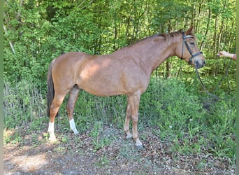 Baden Württemberger, Castrone, 7 Anni, 175 cm, Sauro scuro