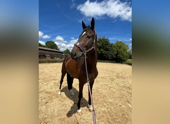 Baden Württemberger, Castrone, 7 Anni, 183 cm, Baio scuro
