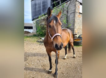 Baden Württemberger, Giumenta, 10 Anni, 164 cm, Baio