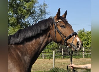 Baden Württemberger, Giumenta, 10 Anni, 165 cm, Baio