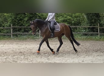 Baden Württemberger, Giumenta, 10 Anni, 165 cm, Baio