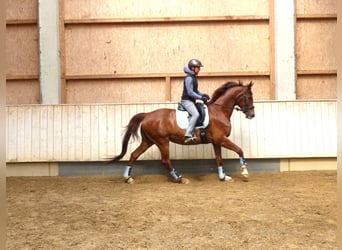Baden Württemberger, Giumenta, 10 Anni, 166 cm