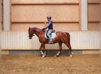 Baden Württemberger, Giumenta, 10 Anni, 166 cm