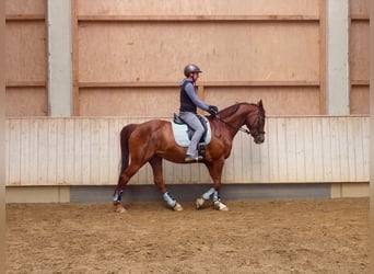 Baden Württemberger, Giumenta, 10 Anni, 166 cm