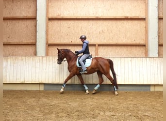 Baden Württemberger, Giumenta, 10 Anni, 166 cm