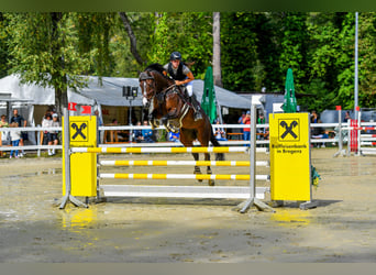 Baden Württemberger, Giumenta, 11 Anni, 167 cm, Baio scuro