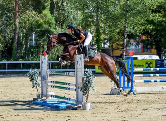 Baden Württemberger, Giumenta, 11 Anni, 167 cm, Baio scuro