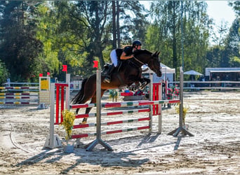 Baden Württemberger, Giumenta, 11 Anni, 167 cm, Baio scuro