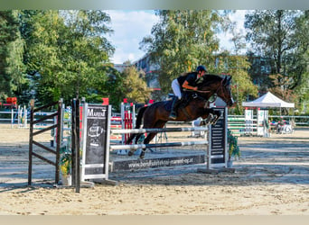 Baden Württemberger, Giumenta, 11 Anni, 167 cm, Baio scuro