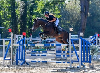 Baden Württemberger, Giumenta, 11 Anni, 167 cm, Baio scuro