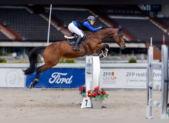 Baden Württemberger, Giumenta, 13 Anni, 170 cm, Baio