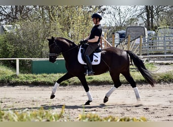 Baden Württemberger, Giumenta, 13 Anni, 170 cm, Morello