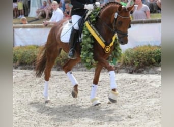 Baden Württemberger, Giumenta, 16 Anni, 167 cm, Sauro